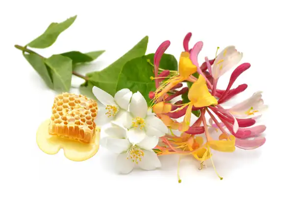 Honeysuckle Clean Fragrance - Clean Fragrances